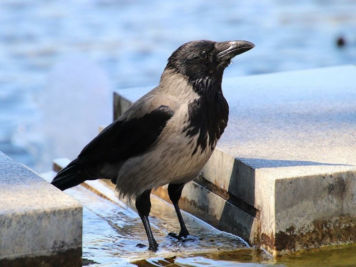 Мережі спантеличила ворона, схожа на горилу (ВІДЕО)