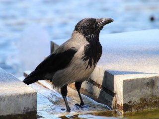 Мережі спантеличила ворона, схожа на горилу (ВІДЕО)