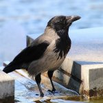 Мережі спантеличила ворона, схожа на горилу (ВІДЕО)