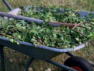 Бур’яни у щебені зникнуть: чотири прості способи позбутися трави без гербіцидів