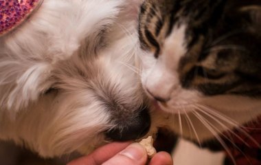 З чого роблять корм для собак і котів: як вибрати найкращий варіант, на що звернути увагу