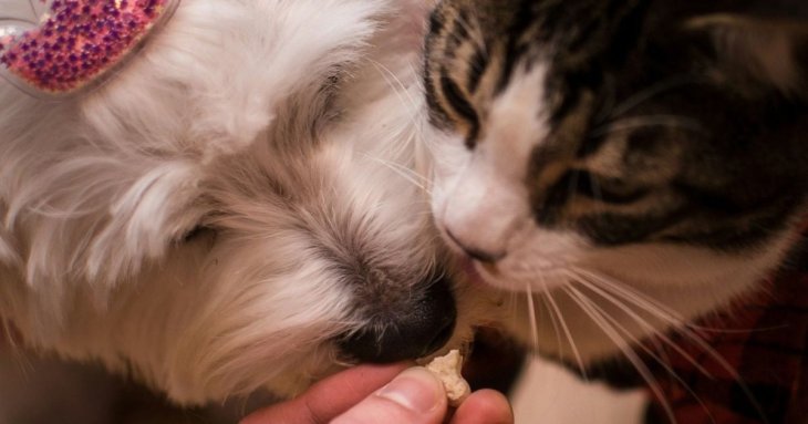 З чого роблять корм для собак і котів: як вибрати найкращий варіант, на що звернути увагу
