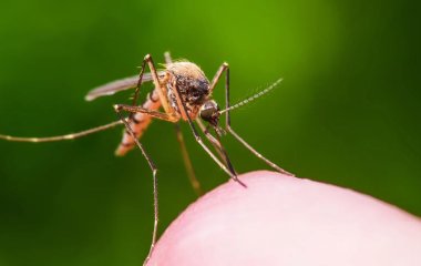 Як захистити оселю від комарів без хімії: просте рішення від 170 грн