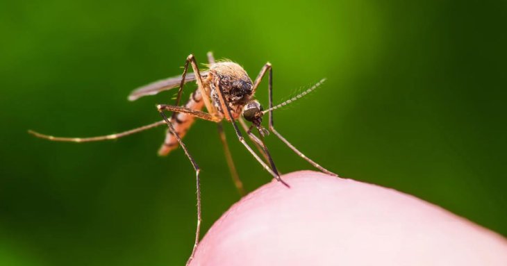 Як захистити оселю від комарів без хімії: просте рішення від 170 грн