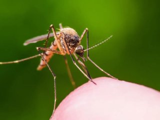 Як захистити оселю від комарів без хімії: просте рішення від 170 грн