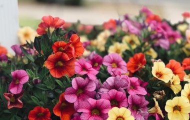 Чи можна виростити петунію зі свого насіння: як його зібрати, щоб отримати пишне квітіння через рік