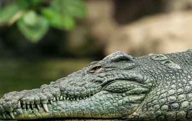 Всередині алігатора виявили стодавній артефакт, який шокував археологів — що знайшли