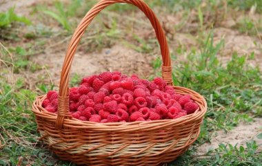 Малиновые вредители: какие есть народные и эффективные методы борьбы