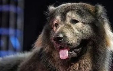 Найдорожчий у світі собака – перша порода у своєму роді: за яку суму продали пухнастого (фото)