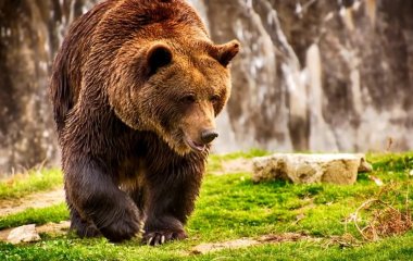 У США ведмідь заліз у будинок, з'їв відбивні і потім зник через вікно (відео)