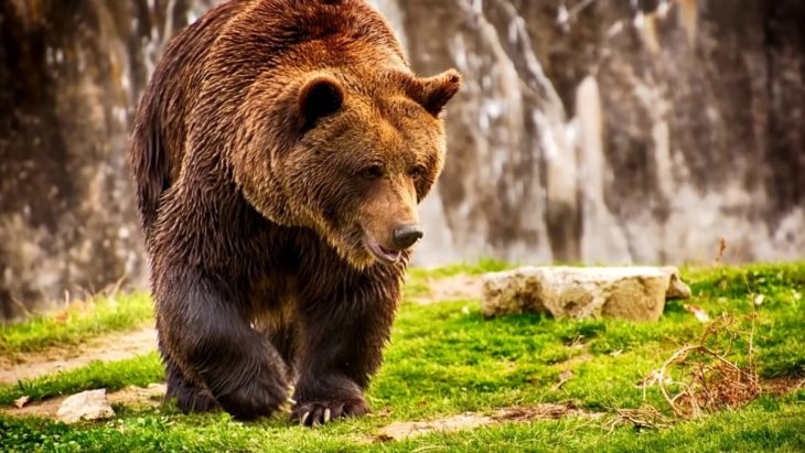 В США медведь залез в дом, съел отбивные и затем скрылся через окно (видео)