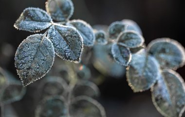 Які овочі та фрукти витримують весняні морози: поради відомої синоптикині