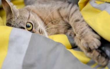 Кот открыл входную дверь, впустил в дом 25 друзей и прославился в Сети