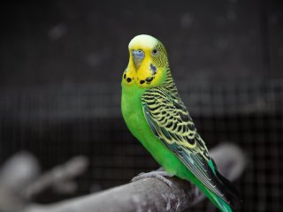 Попугай в Новой Зеландии невольно стал видеоблогером, украв камеру (видео)