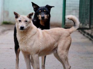 Собака сбежала из ящика и устроила бешеные гонки по лётному полю аэропорта (ВИДЕО)