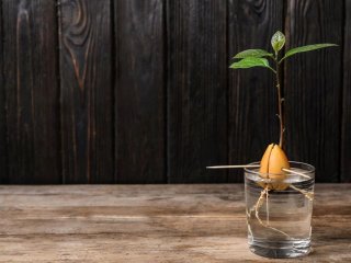 Как легко вырастить авокадо в домашних условиях: несколько важных советов