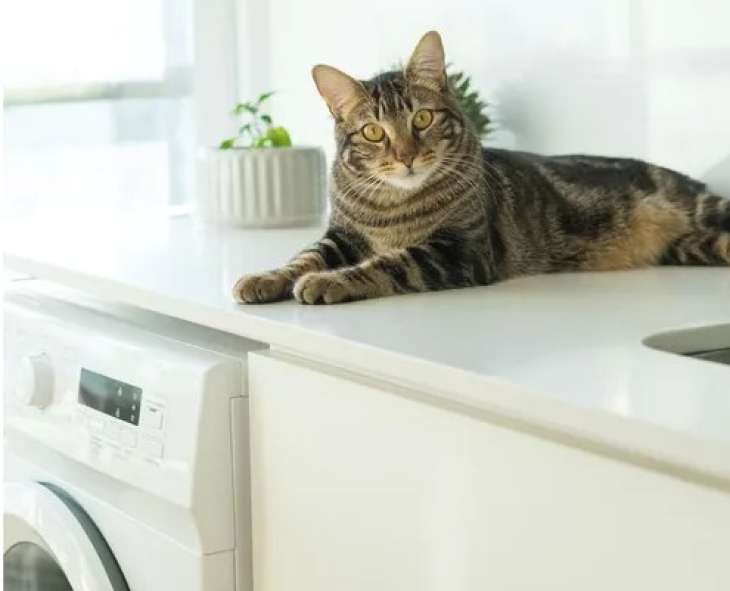 Четыре эффективных способа, чтобы удалить шерсть домашних животных из стиральной машины