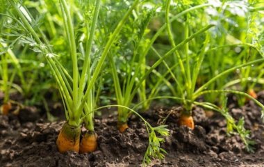 Як сіяти моркву зараз, у серпні, щоб не проріджувати, а врожай зібрати до вересня