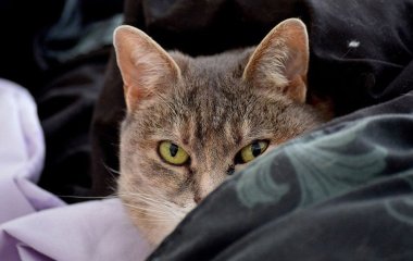 Як коти можуть розпізнавати хвороби своїх господарів