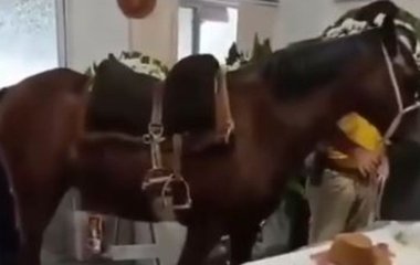 Під час похорону кінь іржав біля труни свого улюбленого господаря — щемливе відео
