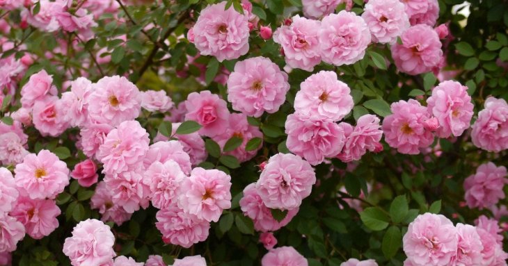 Названо морозостійкий сорт троянди, який не хворіє та цвіте все літо