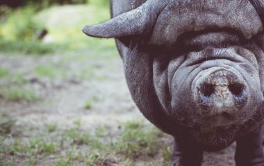 Свині-вбивці на лаві підсудних: як у середньовіччі судили тварин як злочинців