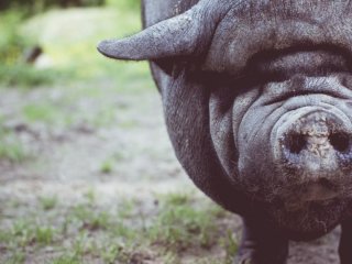 Свині-вбивці на лаві підсудних: як у середньовіччі судили тварин як злочинців