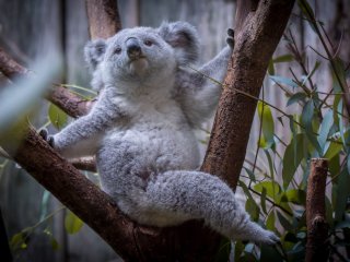 Коала насмішила незвичайними звуками (ВІДЕО)