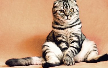 Коты стали звездами Сети, ограбив холодильник (ВИДЕО)