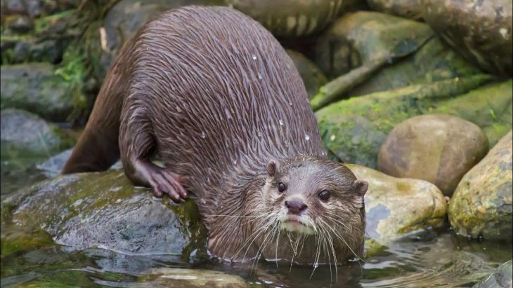 Морская выдра отобрала доски у серферов в Калифорнии — видео