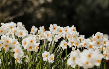Чому не квітнуть нарциси: 9 основних причин і їх вирішення