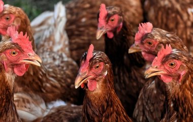 Введіть в раціон курей один неочікуваний продукт — почнуть нестися, наче влітку: зимова підгодівля