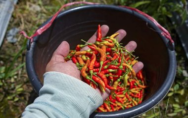 Лікар назвала протипоказані для вагітних продукти