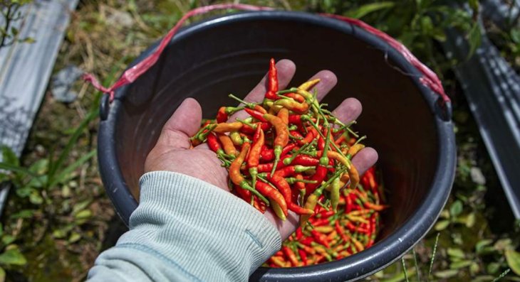 Лікар назвала протипоказані для вагітних продукти