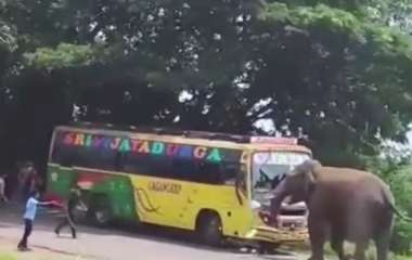 В Индии разъяренный слон разбил рейсовый автобус