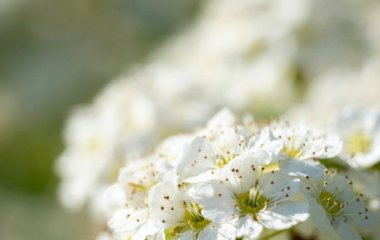День ангела 11 травня: кого та як вітати з іменинами