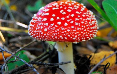 Продукт, який гарантовано допоможе залишатися молодим