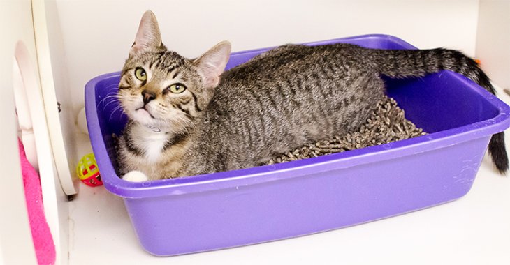 Как выбрать кошачий наполнитель: обзор популярных разновидностей