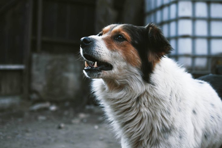 Сети развеселил смелый пес, который не боится ездить на «Харлее» (ВИДЕО)