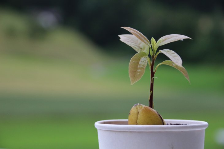 Як виростити кавове дерево вдома: дієві поради та методи