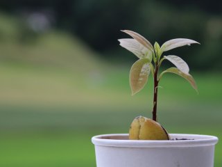 Як виростити кавове дерево вдома: дієві поради та методи