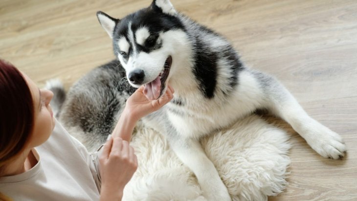 Мережі насмішив собака, вражений баскетбольними талантами господаря (ВІДЕО)