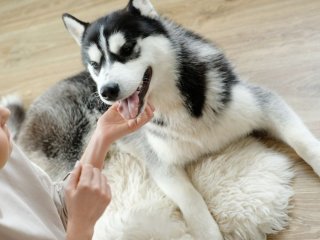 Сети насмешила собака, впечатленная баскетбольными талантами хозяина (ВИДЕО)