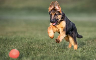 Сети покорила немецкая овчарка, выполняющая домашнюю работу (ВИДЕО)