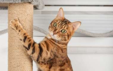 Почему кошки точат когти только при хозяине — вы будете удивлены