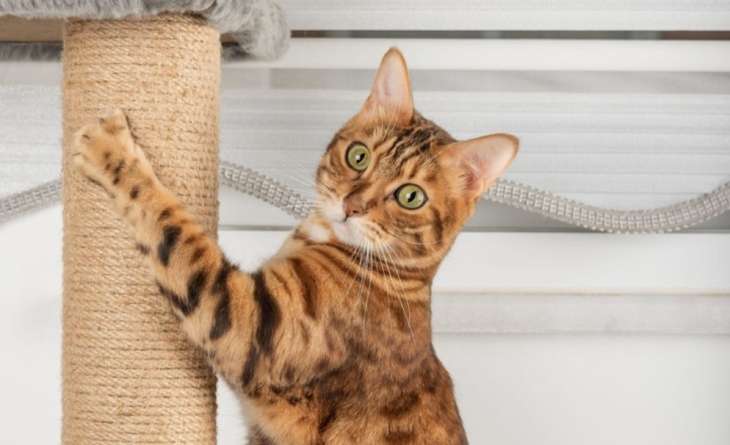 Почему кошки точат когти только при хозяине — вы будете удивлены