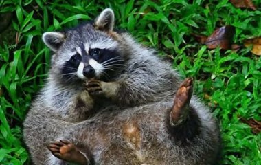 Мучащий енот покорил сердца миллионов зрителей