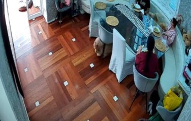 Пёс удалился из столовой вместе со стулом (ВИДЕО)