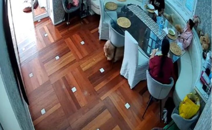 Пёс удалился из столовой вместе со стулом (ВИДЕО)