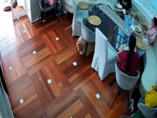 Пес пішов зі їдальні разом зі стільцем (ВІДЕО)